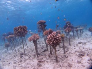 珊瑚礁の養殖