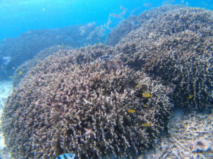 1/5　珊瑚礁の海、沖縄。